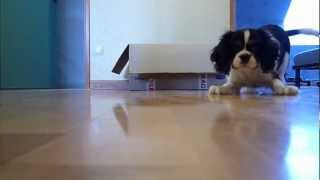 BooDa  Cavalier King Charles Spaniels  Chiot [upl. by Domash438]