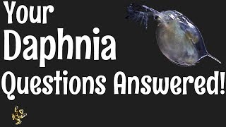 Daphnia Questions Answered [upl. by Artnoed]