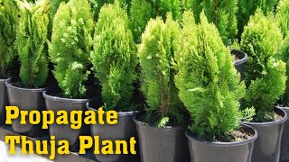 Grow Thuja Plant  How to Propagate Thuja Plant Thuja Occidentalis Emerald Green Arborvitae [upl. by Minetta160]