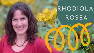 RHODIOLA ROSEA  right dosage amp BENEFITS for Stress Fatigue Immune Hormonal and Mental Health [upl. by Laris453]