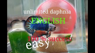 daphnia moina culture Easy way Unlimited production English  with sub Green water Chlorella [upl. by Pliske]