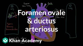 Foramen ovale and ductus arteriosus  Circulatory system physiology  NCLEXRN  Khan Academy [upl. by Reffineg]