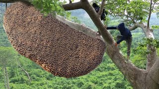 tree climbing skills without fear of heights harvesting honey from dangerous tall trees [upl. by Katee]