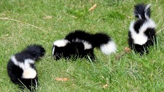 15 Amazing facts about the Skunk [upl. by Norok674]