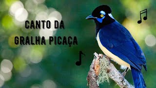 Canto da Gralha Picaça  Gralha de Crista Negra  Cancã  Plushcrested Jay  Cyanocorax Chrysops [upl. by Sloane]