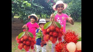 Fleshy hair balls  Rambutan  Malwana  මල්වානේ පැණි රඹුටන් [upl. by Ursula57]