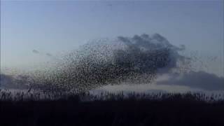 Starling Murmurations [upl. by Davide]