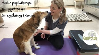 Canine Physiotherapy How to do 3Legged Stand Strengthening Exercises in the dog [upl. by Sylvie802]