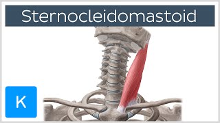 Sternocleidomastoid Muscle Function amp Anatomy  Human Body  Kenhub [upl. by Lusar]