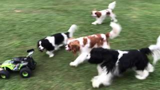 Cavalier King Charles Spaniels chasing cars [upl. by Eusadnilem730]