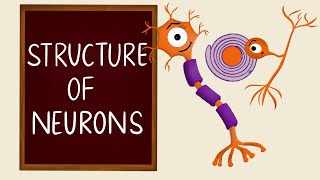 Structure of Neurons  Types of Neurons  Nervous Tissue  Neurology  Nerve Muscle Physiology [upl. by Xenia481]