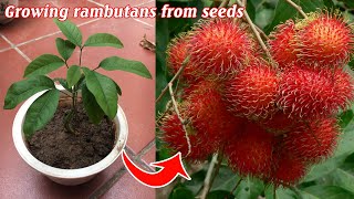 How to propagate rambutans from seeds [upl. by Konstance]