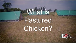 What Is Pasture Raised Chicken  Nutrafarms [upl. by Enidanreb]