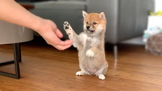 2MonthOld Shiba Inu Puppy Compilation [upl. by Itirahc]