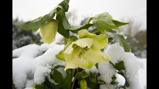 Ciemiernik Biały  Helleborus niger [upl. by Sedecrem]