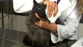 How to Clear Nasal Congestion in Kittens  Cat Health Care amp Behavior [upl. by Charla]