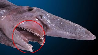 Goblin shark  terrifying ambush predator with unusual jaws [upl. by Edan]