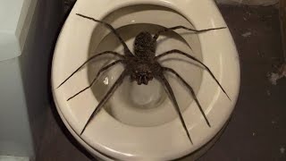 10 Biggest Spiders Ever Encountered [upl. by Kciwdahc820]