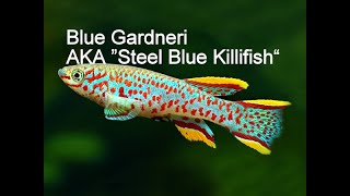 A Must Have In Your Aquarium Killifish Fundulopanchax Nigerianus Gardneri [upl. by Enneirdna]