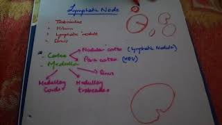 Histology of lymph node [upl. by Yahsan]