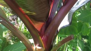 GARDENING GUIDE How to grow Bananas  The RED Abyssinian Banana  Ensete maurelii Banana Care Tips [upl. by Tebzil115]