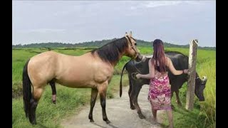 My sister training care her lovely horse in beginner 2021 [upl. by Narayan]