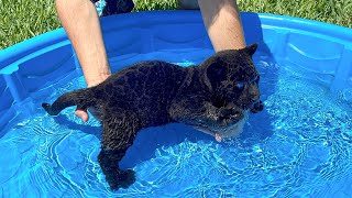 TEACHING BABY BLACK PANTHER HOW TO SWIM [upl. by Hawk]