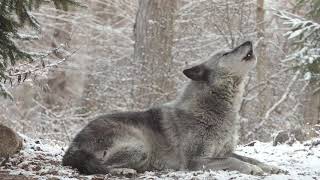 Wolfs Sweet Voice Inspires 50 Wolves to Howl [upl. by Derreg]