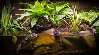 Building The Pixie Frog African Bullfrog Paludarium [upl. by Rett]