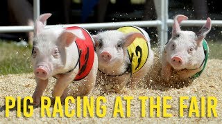 AllAlaskan Racing Pigs take over the fair [upl. by Adur]