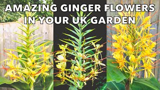 How to Grow Hardy Gingers for Amazing Scented Tropical Flowers Hedychium gardnerianum Tips [upl. by Kcarb]