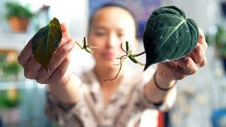 The BEST Method to Propagate a Philodendron Micans [upl. by Eiliab941]