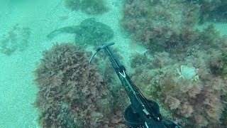 Monkfish  Catch and Cook  Spearfishing UK [upl. by Nyladgam]