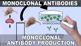 Monoclonal Antibodies and its Production [upl. by Tnert]