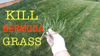 How to kill Bermuda grass in a cool season lawn [upl. by Drain847]