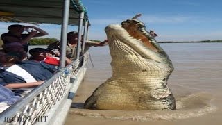 Top 5 Worlds Biggest Crocodiles in the World [upl. by Kat952]