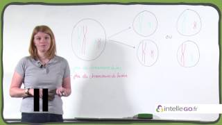 SVT  Brassage interchromosique [upl. by Dyane75]