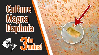 How to culture DAPHNIA MAGNA  The easy way [upl. by Sivra]