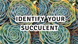 Succulent Plants Names and its Identification [upl. by Swithin]