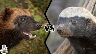 WOLVERINE VS HONEY BADGER  Who Would Win [upl. by Okime]