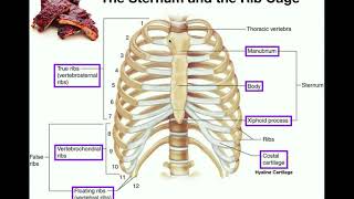 Anatomy  The Sternum Rib Cage amp Vertebrae [upl. by Drofiar371]