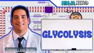 Metabolism  Glycolysis [upl. by Booma]