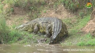 Large Nile Crocodile  Masai Mara River  Wild Africa [upl. by Lacagnia]