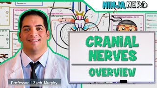 Neurology  Cranial Nerves Overview [upl. by Ellienad348]