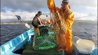 Fishing Lobster  Pesca de lagosta Pesca de la langosta ロブスター釣り 龍蝦釣魚 صيد سرطان [upl. by Nylrac]