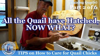 TIPS on How to Care for Quail Chicks [upl. by Killen]