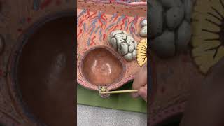 Anatomy of the Ovary amp Ovarian Follicles [upl. by Intosh]