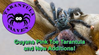 Guyana Pink Toe Tarantula and New Additions [upl. by Anoif]