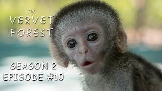 3 Day Old Tiny Orphan Baby Monkey Rescued amp Update On Brain Damaged Baby  Vervet Forest  S2 Ep10 [upl. by Gnni824]