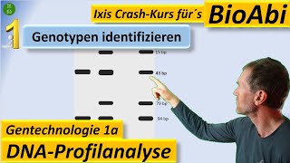 Gentechnik 1 DNAProfilanalyse  GenotypBestimmung PCR Restriktionsenzym Gelelektrophorese [upl. by Ardua139]